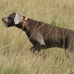 Weimaraners from Wildwood Weimaraners