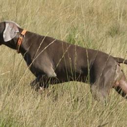 Weimaraners from Wildwood Weimaraners