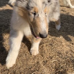 Aquila - Blue merle Collie puppy in Silverton, Oregon from Meissa Collies