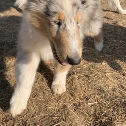 Aquila - Blue merle Collie puppy in Silverton, Oregon from Meissa Collies