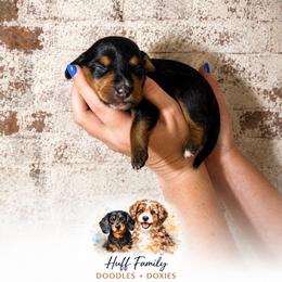 Girl2 - Black and tan female Dachshund puppy in Waco, Georgia from Huff Family Doxies & Doodles