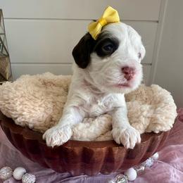 Athena (yellow) - Brown and white female Bernedoodle puppy in West Haven, Utah from Harper Haven Cavapoos & Doodles