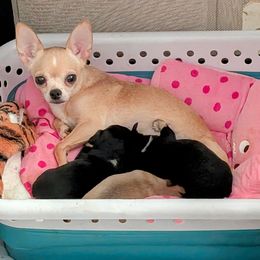 Diamond - Chihuahua