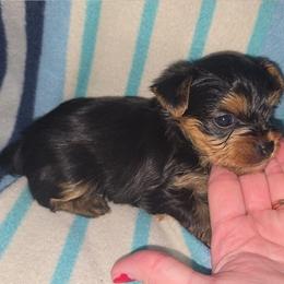 Rowdy - Black and gold male Yorkshire Terrier puppy in Lakeland, Florida from You Me & The Yorkies