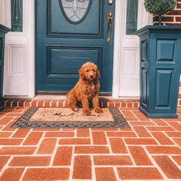 Goldendoodle and Poodle Puppies from Southern Standard Poodles and Doodles