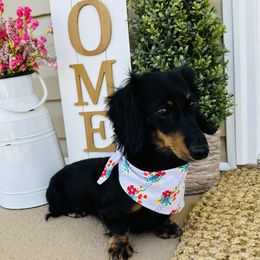 Maggie - Dachshund