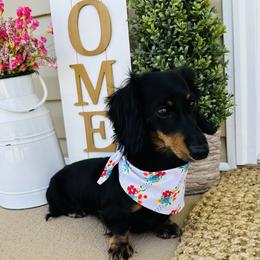 Maggie - Dachshund