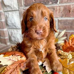 Bashful (7 dwarfs theme) - Red  female Goldendoodle puppy in Ozark, Missouri from Halo Doodles