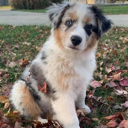 Miniature Australian Shepherds from Cornerstone Mini Aussies