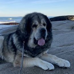 Tibetan Mastiffs from Nyingma Tibetan Mastiffs