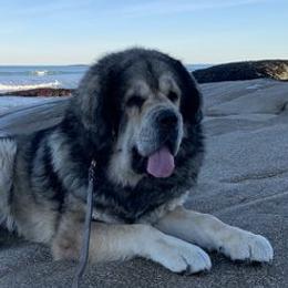 Tibetan Mastiffs from Nyingma Tibetan Mastiffs