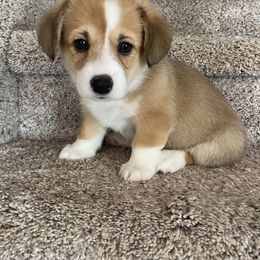 Pembroke Welsh Corgi Puppies from Sully's Corgis