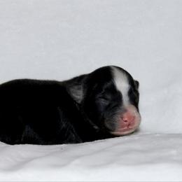 Chance - Black tri male Miniature Australian Shepherd puppy in Foxworth, Mississippi from Ten Mile Aussies