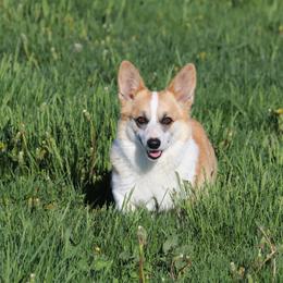 Lady - Pembroke Welsh Corgi