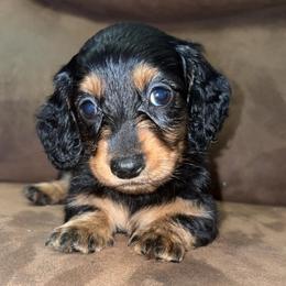 Hank - Black and tan male Dachshund puppy in Goldthwaite, Texas from Mini Mama Dachshunds