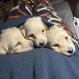 Dachshund puppies from Logan’s Lowriders