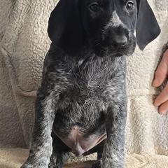 Boy 1 - Black and white male German Wirehaired Pointer puppy in Wellston, Ohio from Blue Line GWPs