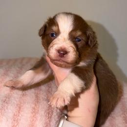 Daisy - Red tri-color female Australian Shepherd puppy in Anniston, Alabama from All Hale Aussies
