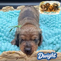 Dwight - Dapple male Dachshund puppy in Sulphur Springs, Texas from Waggin Beach Paradise Doxies