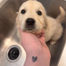 Pistachio - Light golden male Golden Retriever puppy in Salt Lake City, Utah from Soaring golden retrievers
