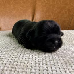 Girl 5 - Black female Shih Tzu puppy in Groveland, Florida from Jenny's Shih Tzus