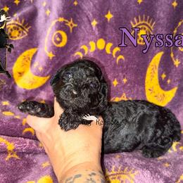 Nyssa - Black female Poodle puppy in Winston Salem, North Carolina from Bewitching Kennels