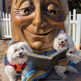 Maltese from Puppy Van