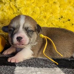 Yellow female - Red female Pembroke Welsh Corgi puppy in Mcarthur, Ohio from Bentley Corgis LLC