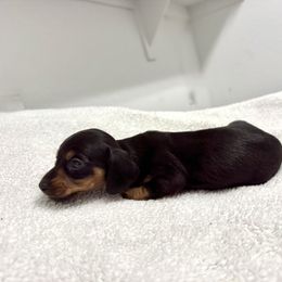 AKC Hershey - Black and tan female Dachshund puppy in Laveen, Arizona from Acosta Kennels