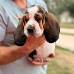 Boy 7 - Black brown and white male Basset Hound puppy in Conway, Missouri from Ozark Mountain Kennel