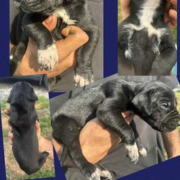 TORTELLINI - Black male Great Dane puppy in Bolivar, New York from Prophecy Danes