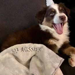 Australian Shepherd Puppies from 303 Aussies