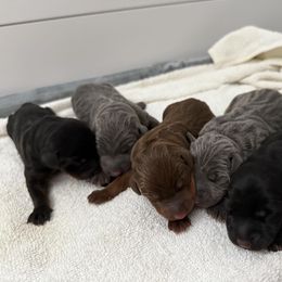 Doberman Pinscher puppies from Haus of Hound