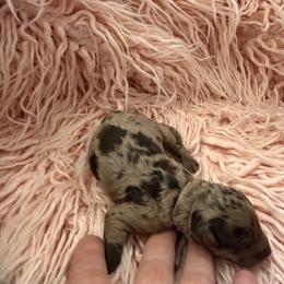 Timber - Chocolate merle male Bernedoodle puppy in Fort Collins, Colorado from Front Range Family Doodles
