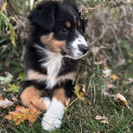 Summer - Black tri-color female Australian Shepherd puppy in Berne, Indiana from White Silo Aussies