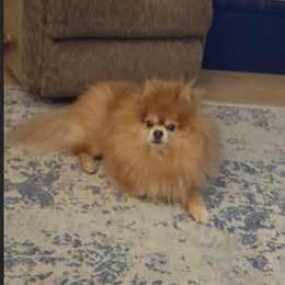 Pomeranian Puppies from Highlander Pomeranians