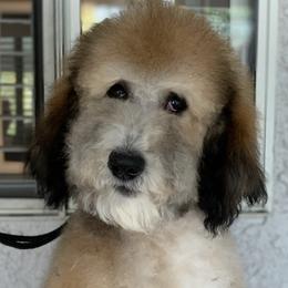 French Bulldogs and Goldendoodles from Fur Baby Farms