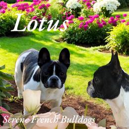 Lotus - White and brindle female French Bulldog puppy in Cheney, Washington from Serene Prairie K9