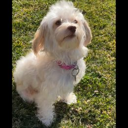 Aussiedoodles, Australian Shepherds, and Havapoos from Pawfectly Aussies