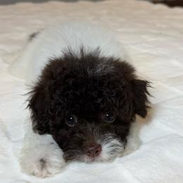 Piper - Parti female Poodle puppy in Queens, New York from The 2 Musketeers_Cockapoos