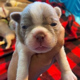 SHIRLEY TEMPLE - Seal and white Boston Terrier puppy in Anderson, South Carolina from Lola’s House of Bostons & Rescue