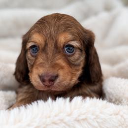 Girl 1 - female Dachshund puppy in La Marque, Texas from For the Love of Doxens