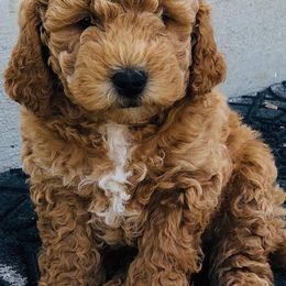 Cavapoos and Goldendoodles from Ivytheminidoodle