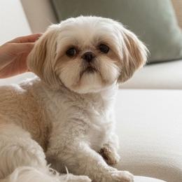 Jordy - Shih Tzu