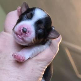 Kimber - Black tan and white female Biewer Terrier puppy in Brilliant, Ohio from ORBiT Ohio River Biewer Terriers