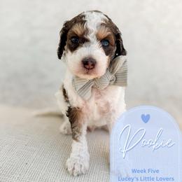 Pookie - Parti male Goldendoodle puppy in California City, California from Summer Sun Doodles