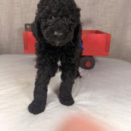 Mistletoe - Phantom male Goldendoodle puppy in Luana, Iowa from Country View Bernedoodles and Goldendoodles