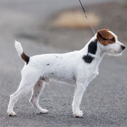 Cinch - Jack Russell Terrier