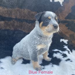 Australian Cattle Dog Puppies from CL Australian Cattle Dogs