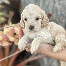 Girl 2 - Cream Goldendoodle puppy in Bradenton, Florida from Doodle Acres